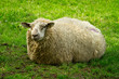 Irish sheep in Killarney