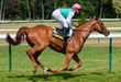 Jockey