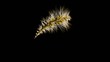 Form