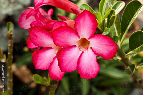 Photo: Pink impala lily close up Pink impala lily close up