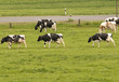 Kühe auf der Weide