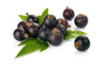 black currants with leaves black currants with leaves