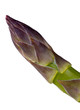 Stalk of asparagus