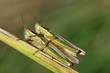 mating locust