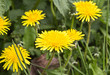 dandelion