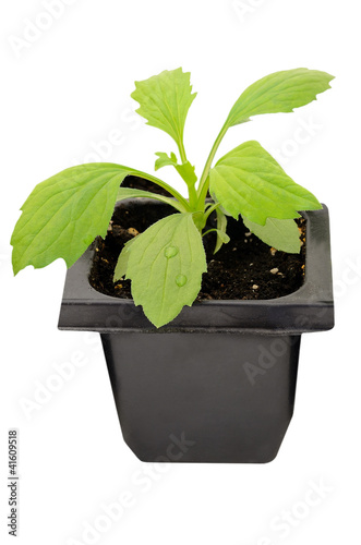 Photo: Young aster flower seedlings Young aster flower seedlings