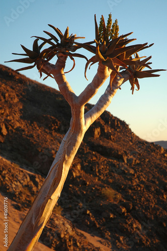 Photo: Köcherbaum in der Namib II Köcherbaum in der Namib II