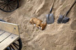 Schlafender kleiner Hund