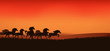 herd of wild horses - editable vector illustration