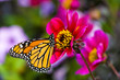 Monarch Butterfly