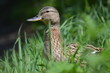 Stockente