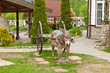 The burro with the cart