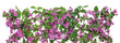 Hard pink floral border Hard pink floral border