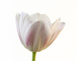 A Single Tulip Blossom on White Background A Single Tulip Blossom on White Background