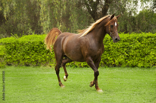 Photo: Arabian horse Arabian horse