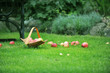 basket with apples