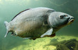 Underwater photo of a big Carp (Cyprinus Carpio).