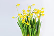 Yellow daffodils