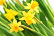 Yellow daffodils