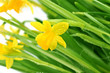 Yellow daffodils