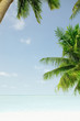 palms
