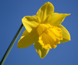 Daffodil Against Blue Sky