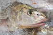 fish head fish head