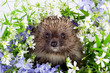 Photo: Hedgehog with wild flowers Hedgehog with wild flowers