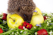 hedgehog, wild flowers and apples