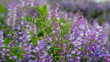 Wildflowers swaying on a strong wind in the field. Wildflowers swaying on a strong wind in the field.