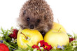 Photo: hedgehog, wild flowers and apples hedgehog, wild flowers and apples