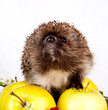 Photo: hedgehog and yellow apples hedgehog and yellow apples