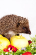 Photo: hedgehog, wild flowers and apples hedgehog, wild flowers and apples