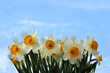 Spring narcissus