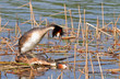 Great Crested Grebes mating in springtime. Great Crested Grebes mating in springtime.