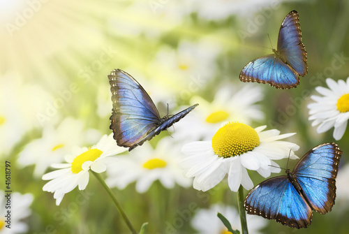 Photo: prato fiorito con farfalle blu prato fiorito con farfalle blu