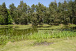 Palude e flora acquatica