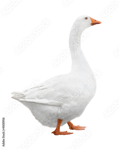 Photo: White goose White goose