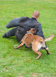 Foto: dog attack dog attack