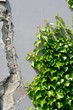Hedera helix und Bauschaden