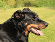 portrait of a purebred french sheepdog beauceron portrait of a purebred french sheepdog beauceron