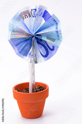 Photo: Geldblume Geldblume