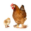 chicken and chick isolated on white