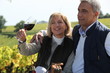 couple in a vineyard
