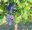 grapevine in chianti in fall, with bunches grapes