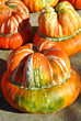 Zucche - Zucca