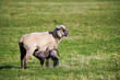 Sheep and lamb