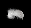 White feather isolated on white background White feather isolated on white background