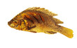 fried fish