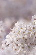 ソメイヨシノの花